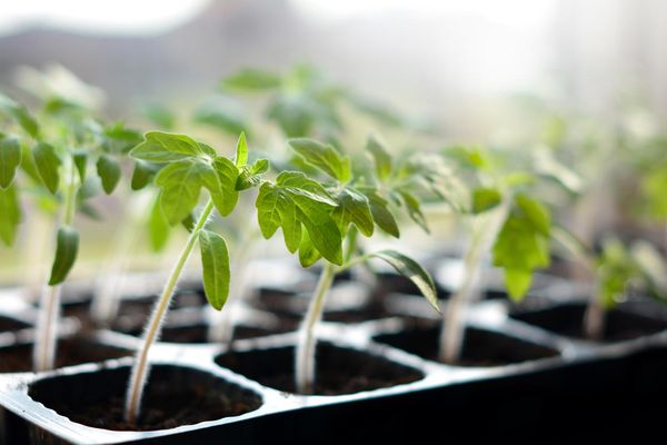 Quand planter les jeunes plants de tomates