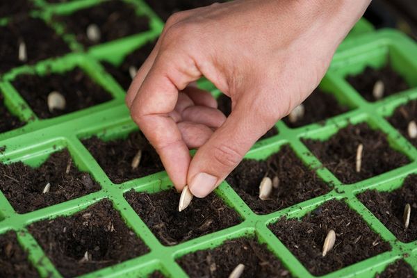 Planter des graines de citrouille