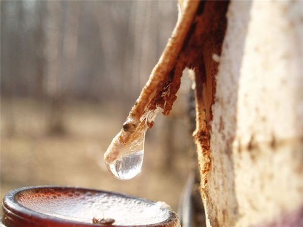 قطع على شجرة البتولا
