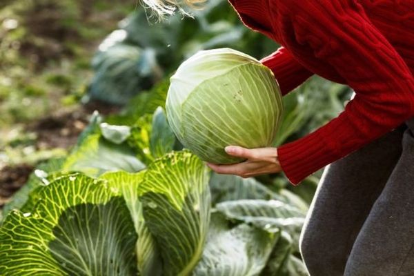 Wann man Kohl aus dem Garten für die Winterlagerung ernten sollte
