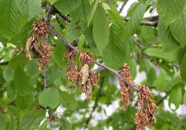 maladies du cerisier