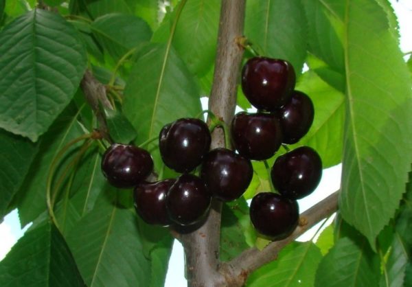 Variété de cerise noire de Leningrad