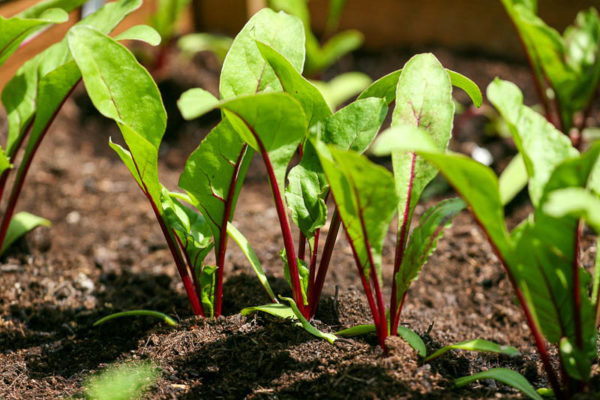 beet crops