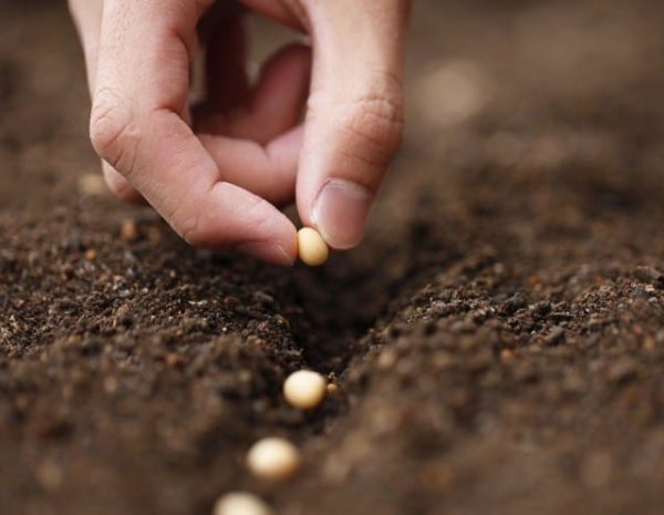 planting peas
