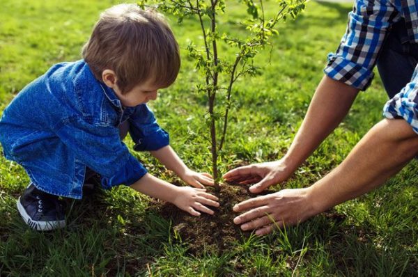 plantation de jeunes arbres