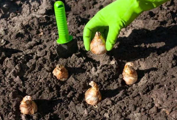 Narzissen: Wann pflanzt man die Zwiebeln im Herbst?