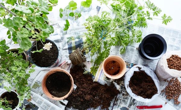 transplantation de fleurs