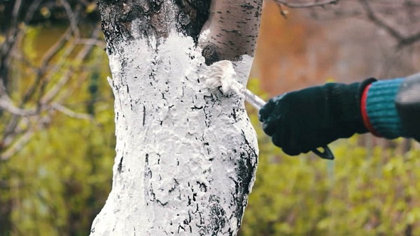 Preparazione delle pere per l'inverno nella regione di Mosca