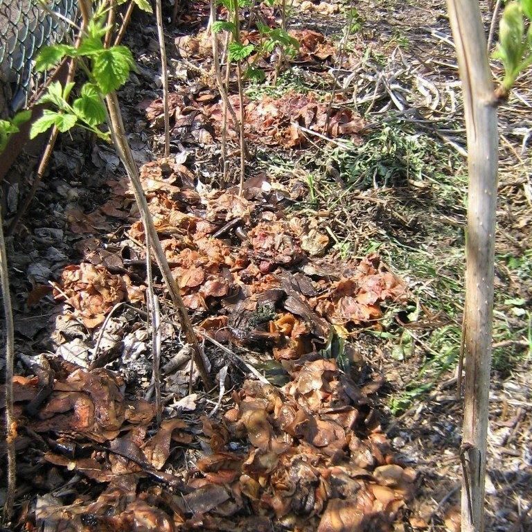 mulch with leaves