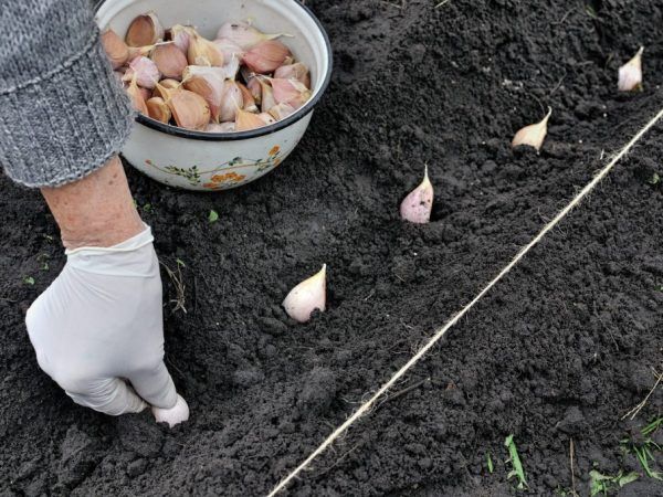 Knoblauchpflanzung im Herbst vor dem Winter in der Leningrader Region