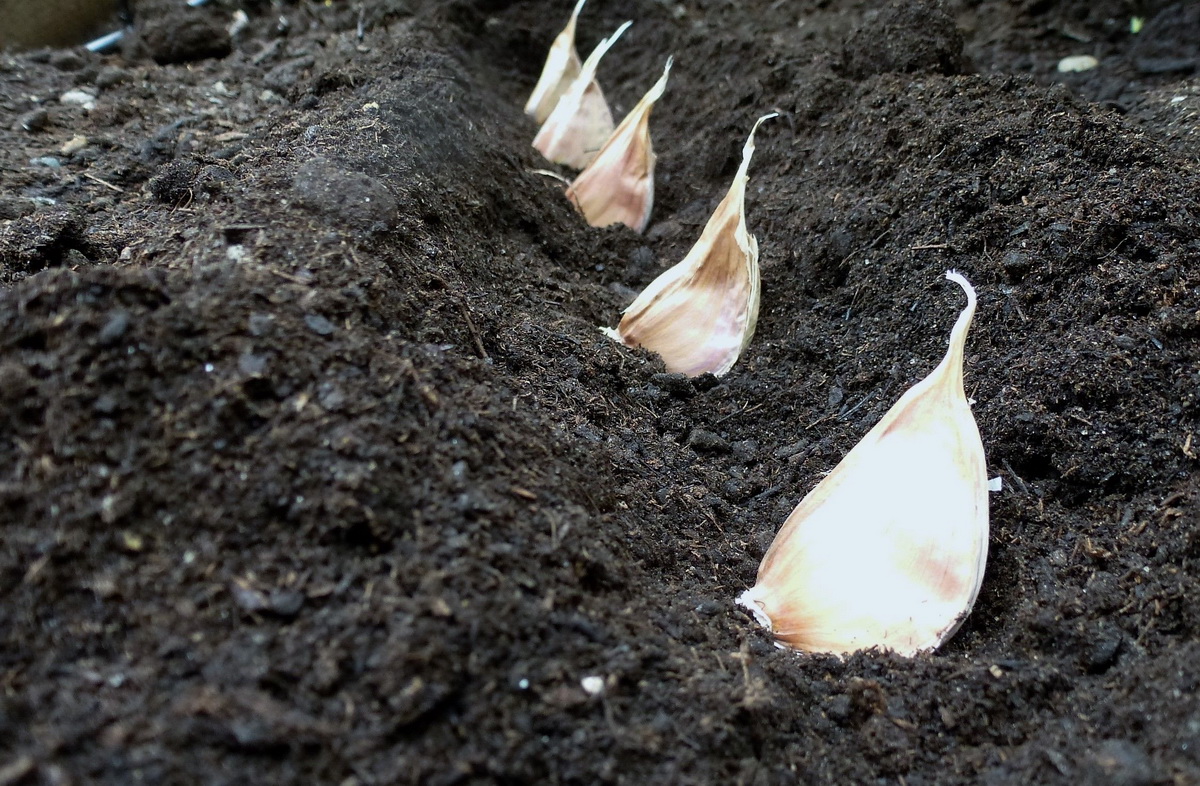 Knoblauch pflanzen