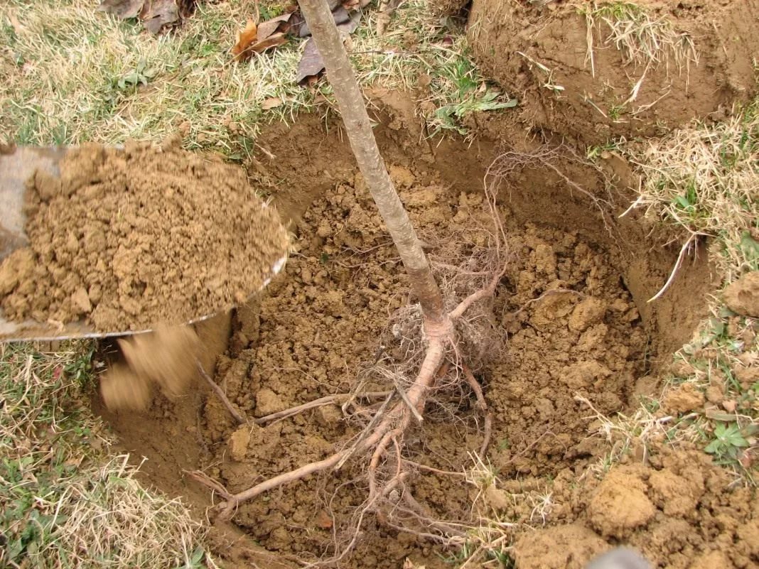 einen Apfelbaum pflanzen