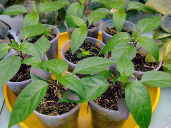 jeunes plants de poivron