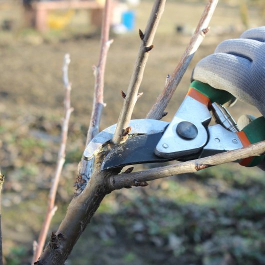 Bäume im Frühling beschneiden