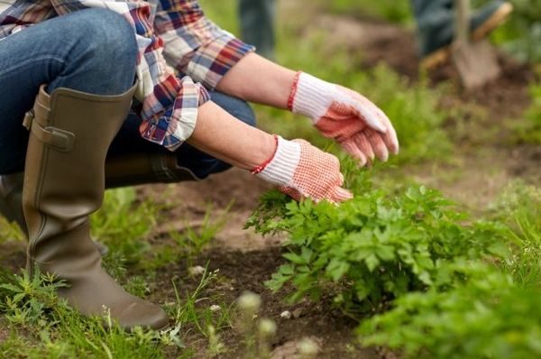 work in the garden