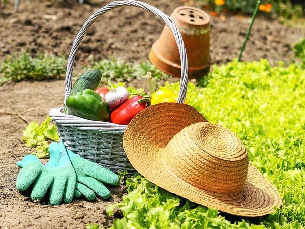 Lunar sowing calendar for gardeners in Ukraine