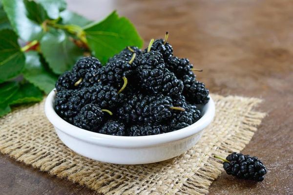 Il gelso è una bacca o un frutto?