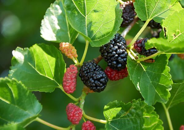 propriétés bénéfiques du mûrier