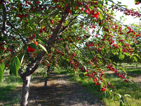 Hébergement dans le jardin