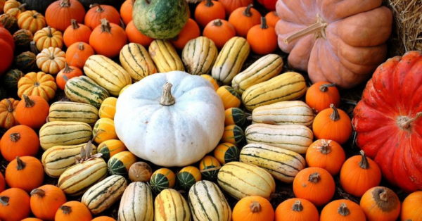 calabaza