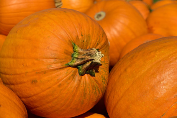 calabaza