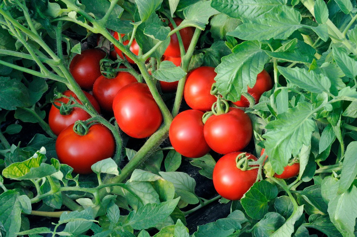 tomates