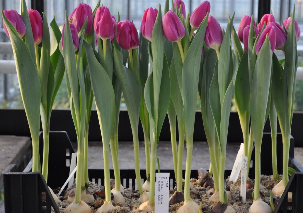 Tulpenzwiebeln ausgraben