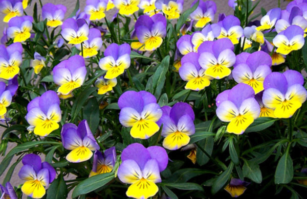 Viola
