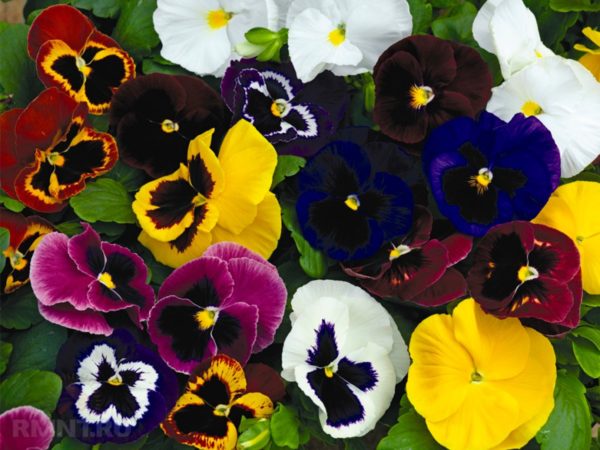 Viola