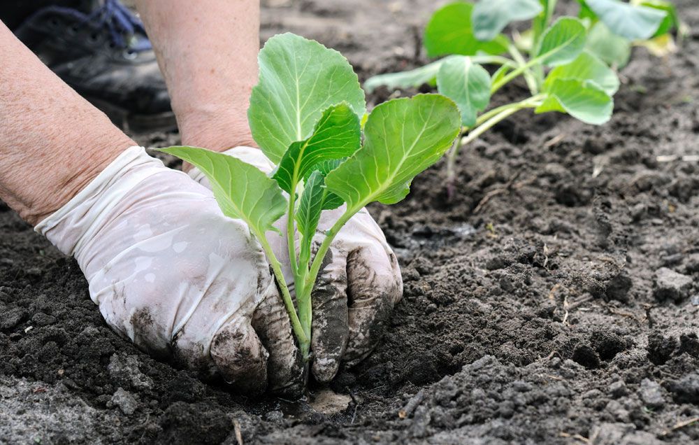 Blumenkohl pflanzen