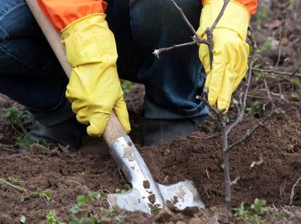 Wie man einen Apfelbaum richtig pflanzt
