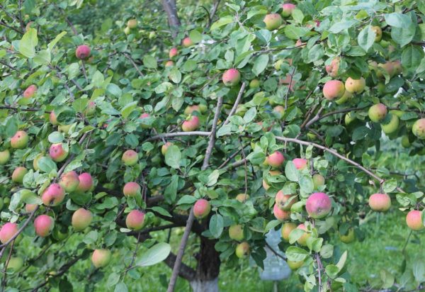 Melba-Apfelbaum