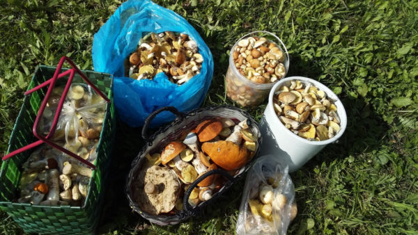 mushrooms in the Moscow region