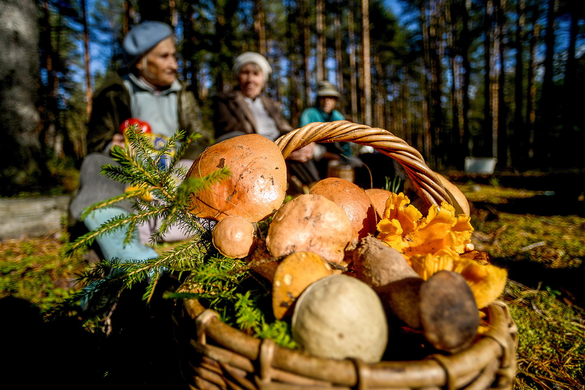 Pilze sammeln in der Region Moskau