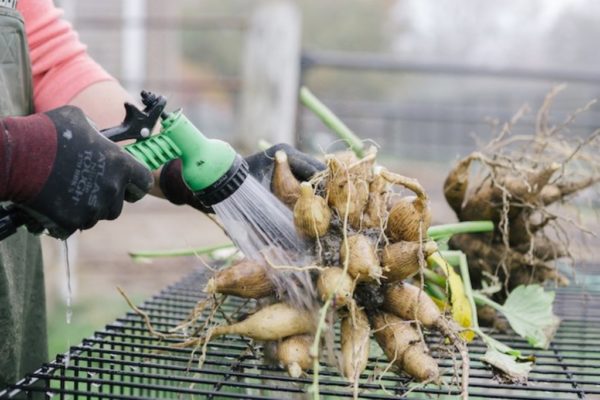Come conservare le dalie fino alla primavera