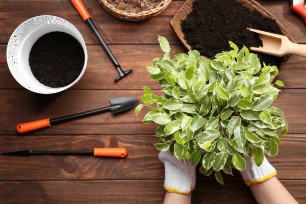 Trasplantar plantas de interior en diciembre