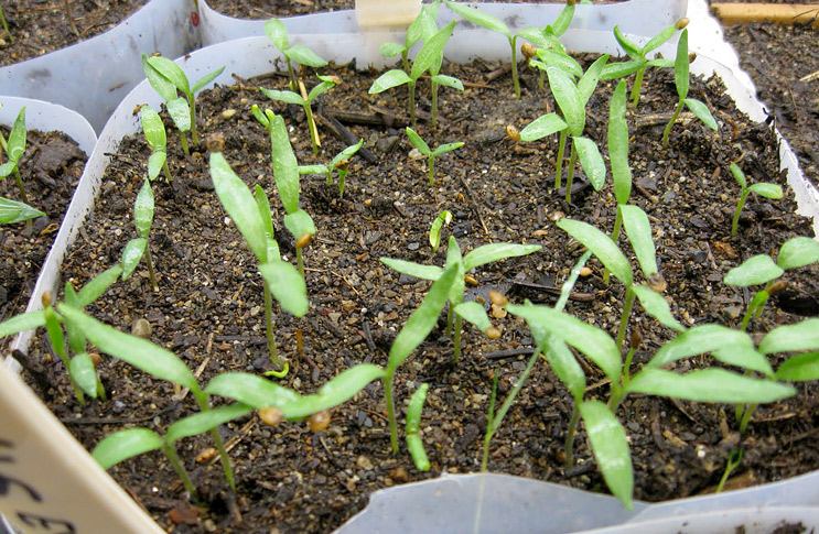 piantine di melanzane