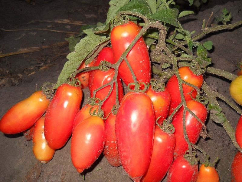 Die besten Tomaten von Sammlern