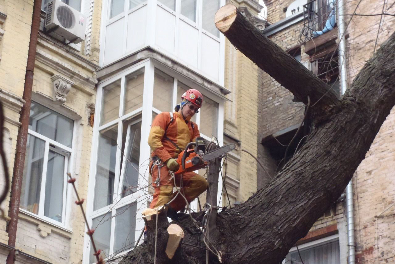 arbre d'urgence