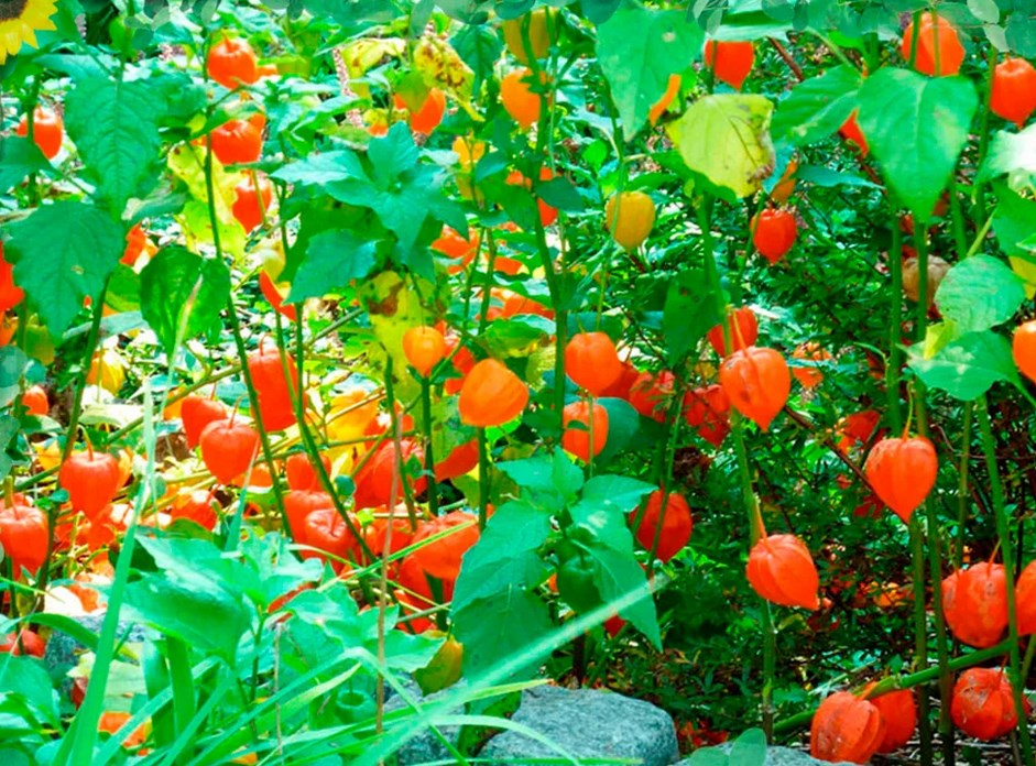 Πότε να φυτέψετε φυτά physalis