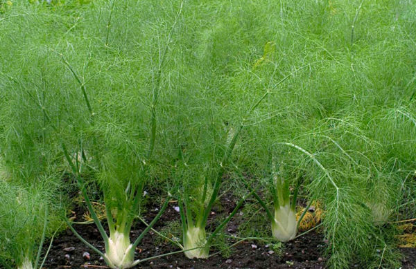 fennel