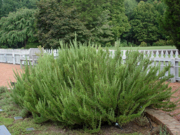 Rosemary