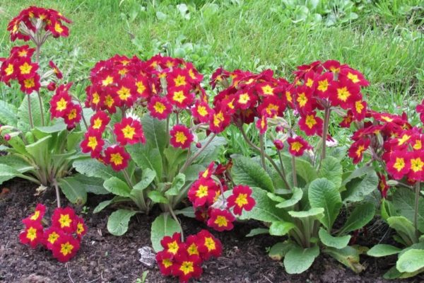 primrose