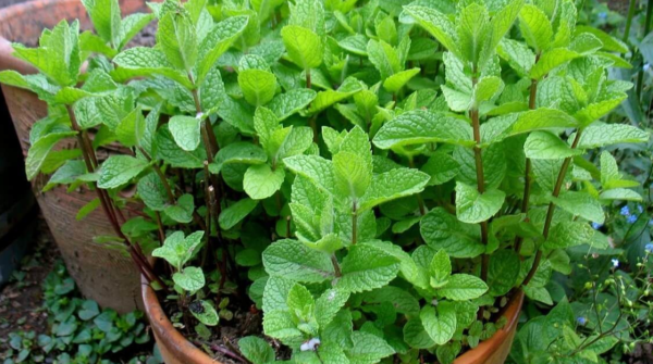 Peppermint