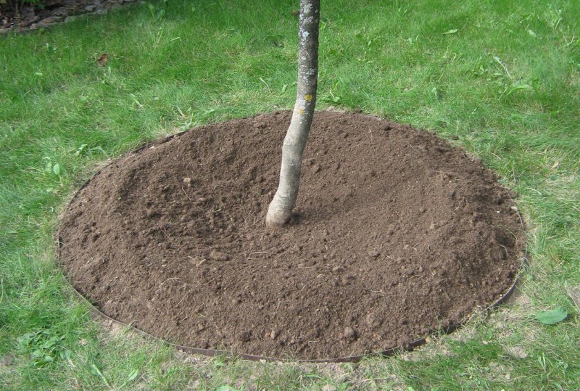 Apfelbaumverpflanzung im Herbst