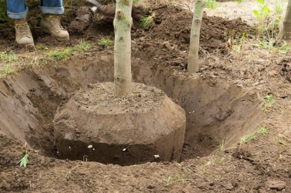 Wir verpflanzen einen Apfelbaum