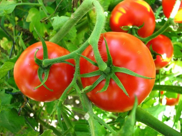 Tomatensorte Wolgograd
