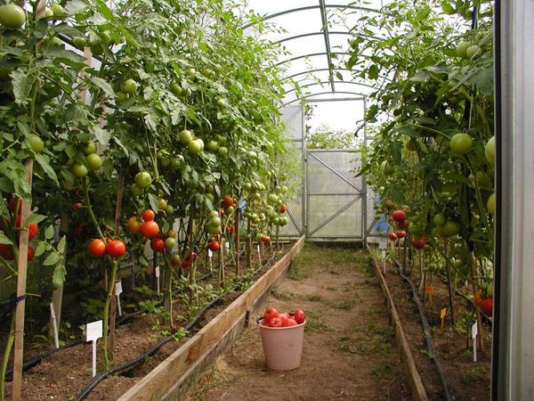 Die besten Tomatensorten für Gewächshäuser in der Region Moskau