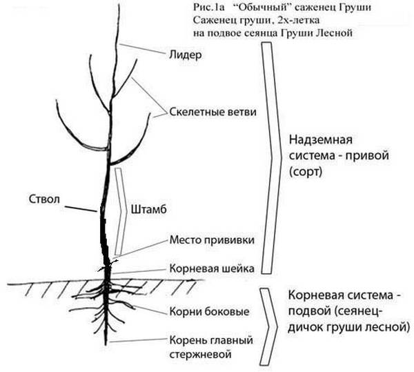 Birnenbaumdiagramm