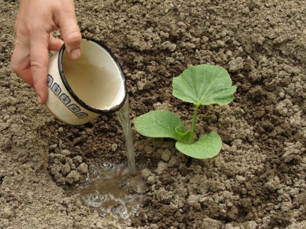 arrosage des courgettes dans le jardin